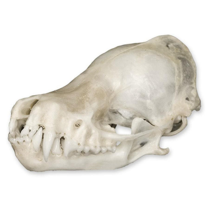 Real Bat Skull