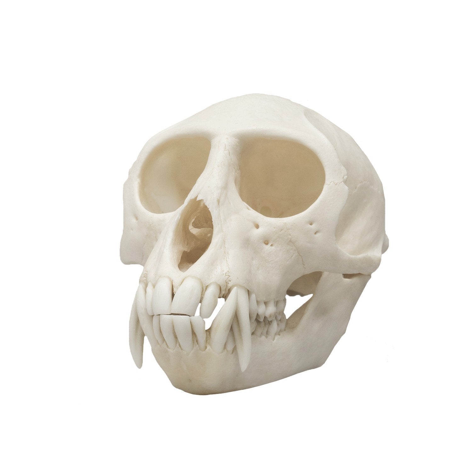 Real Vervet Monkey Skull - Male