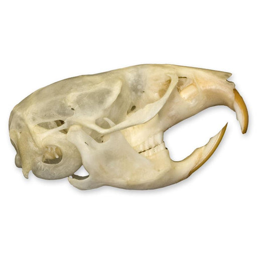 Real Vole Skull