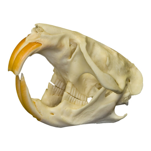 Real Muskrat Skull