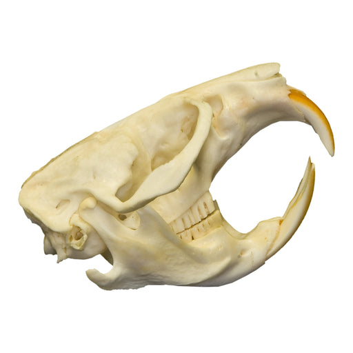 Real Muskrat Skull