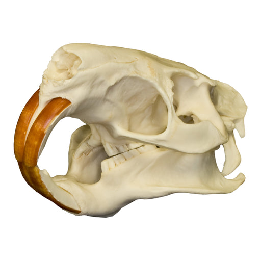 Real Nutria Skull