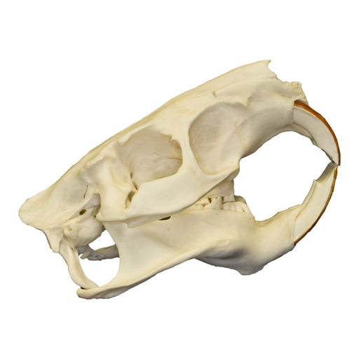 Real Nutria Skull