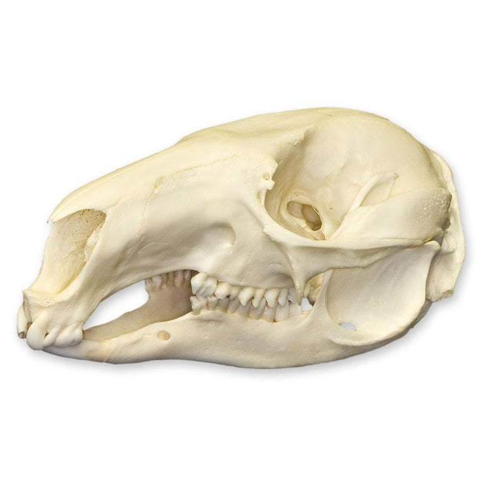 Real Red-necked Wallaby Skull