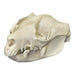 Real Brushtail Possum Skull