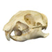 Real Prairie Dog Skull