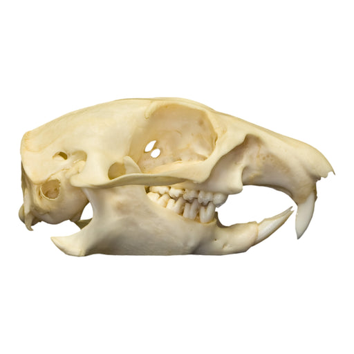 Real Prairie Dog Skull