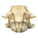 Real Prairie Dog Skull