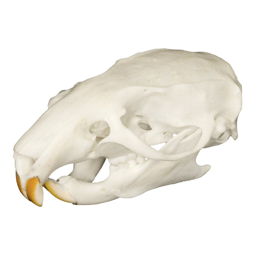 Real Rat Skull