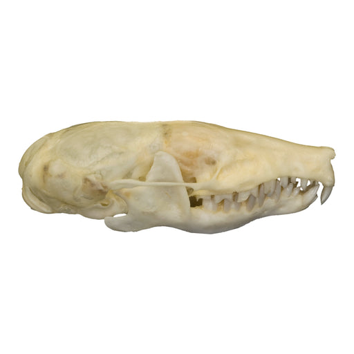 Real Eastern Mole Skull