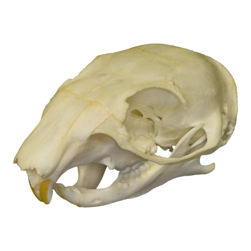 Real Tree Squirrel Skull