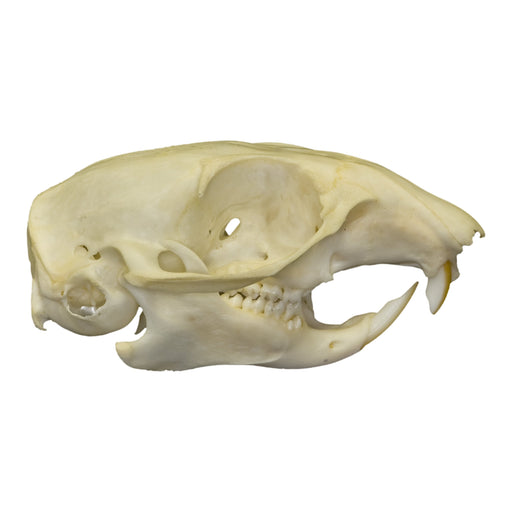 Real Tree Squirrel Skull