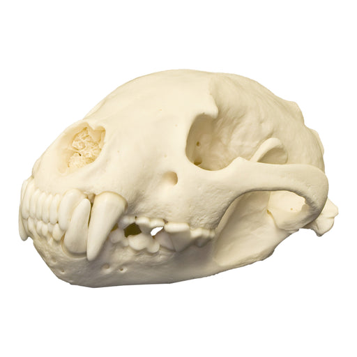 Real Wolverine Skull