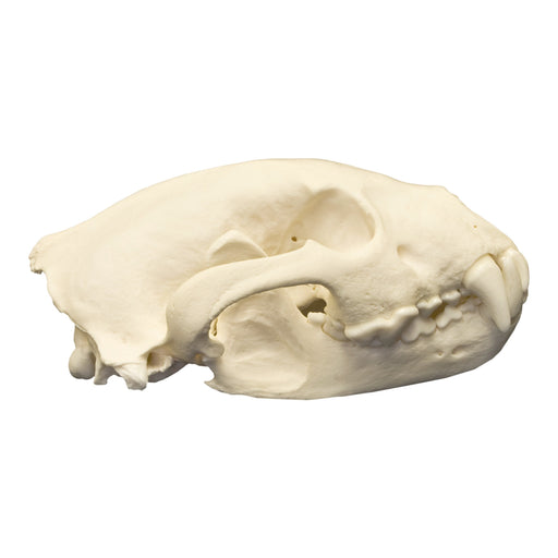 Real Wolverine Skull