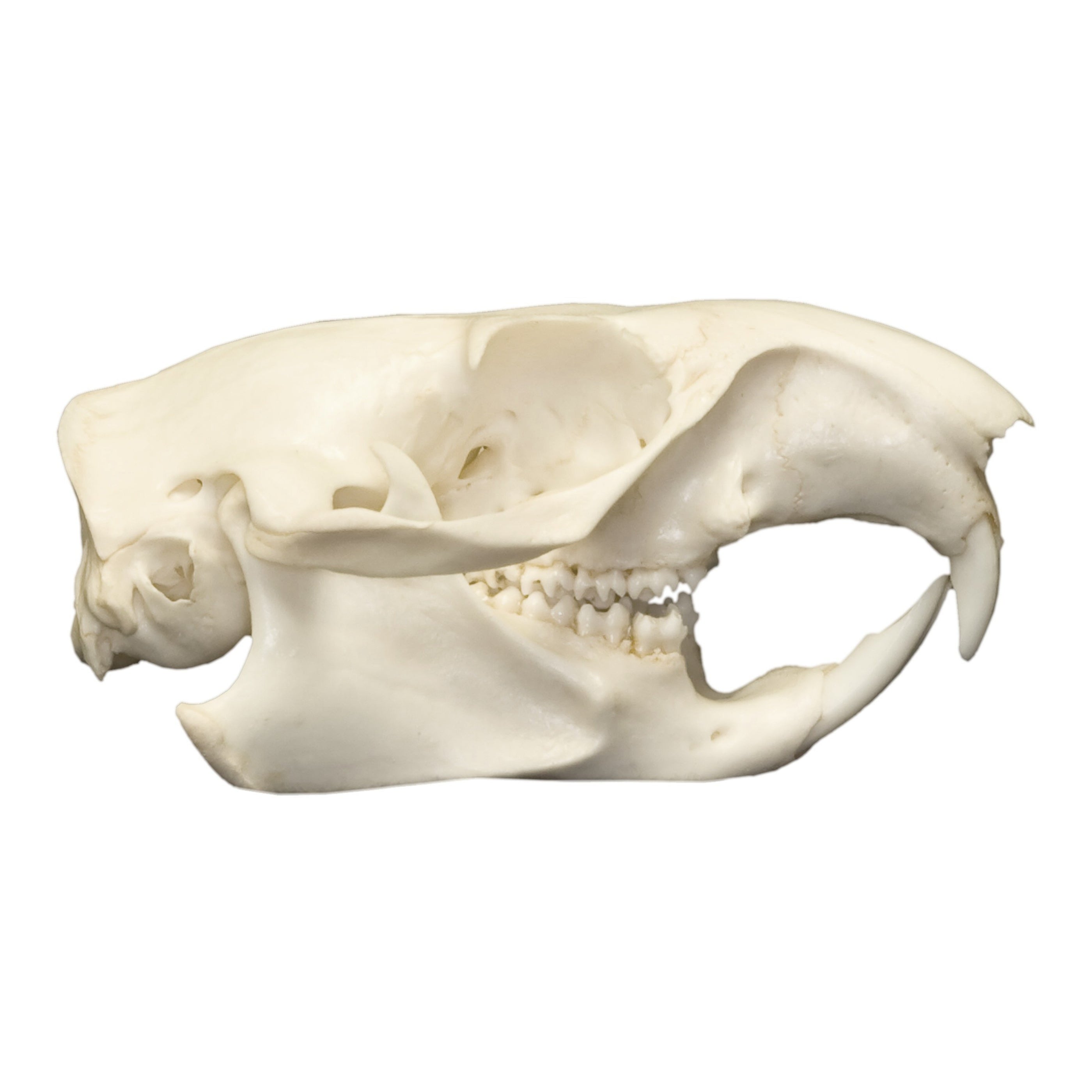 Real Woodchuck / Groundhog Skull For Sale — Skulls Unlimited ...