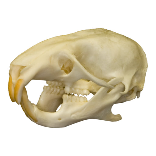 Real Hamster Skull