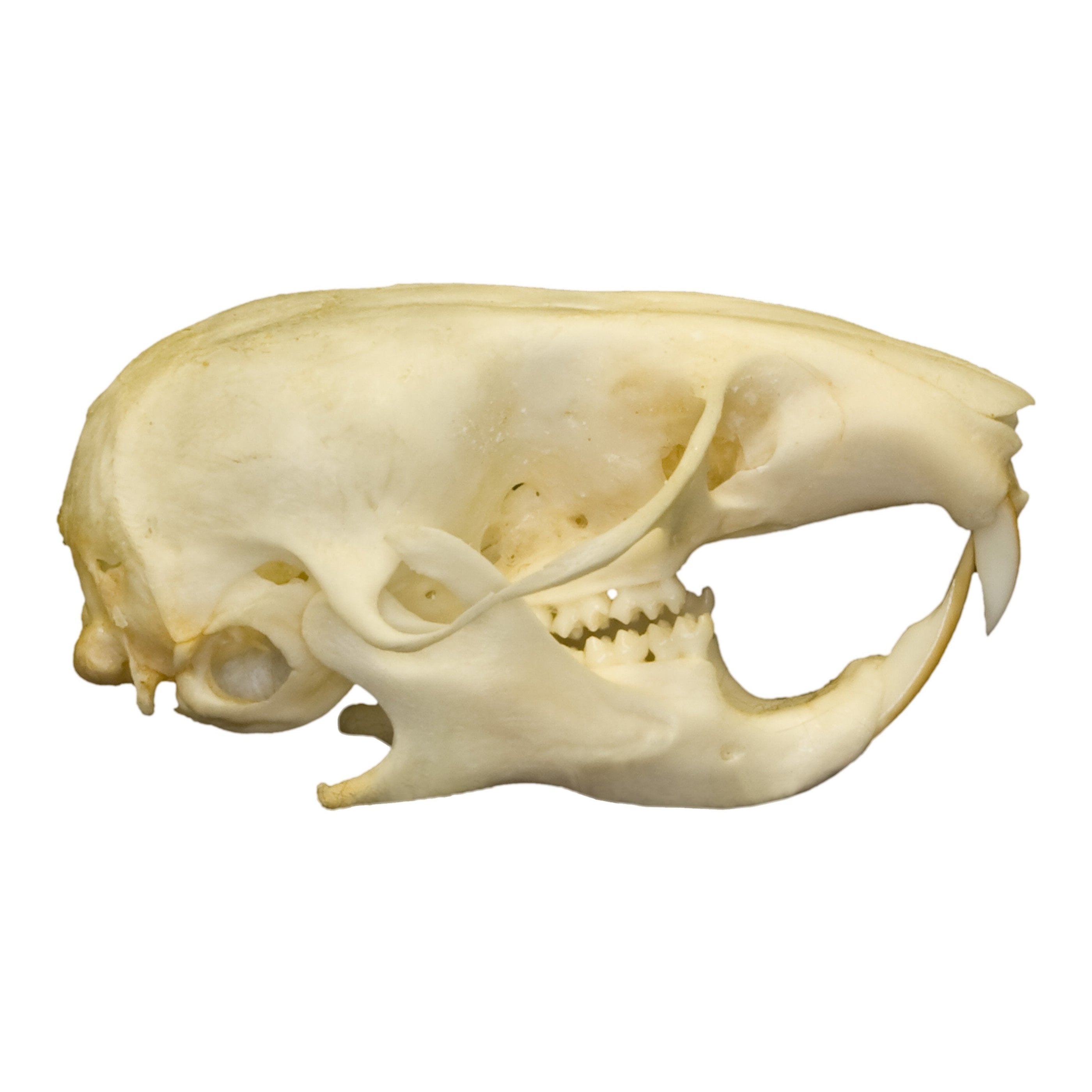 Real Hamster Skull For Sale — Skulls Unlimited International, Inc.