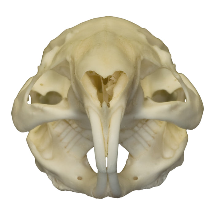 Real Guinea Pig Skull