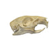 Real Guinea Pig Skull