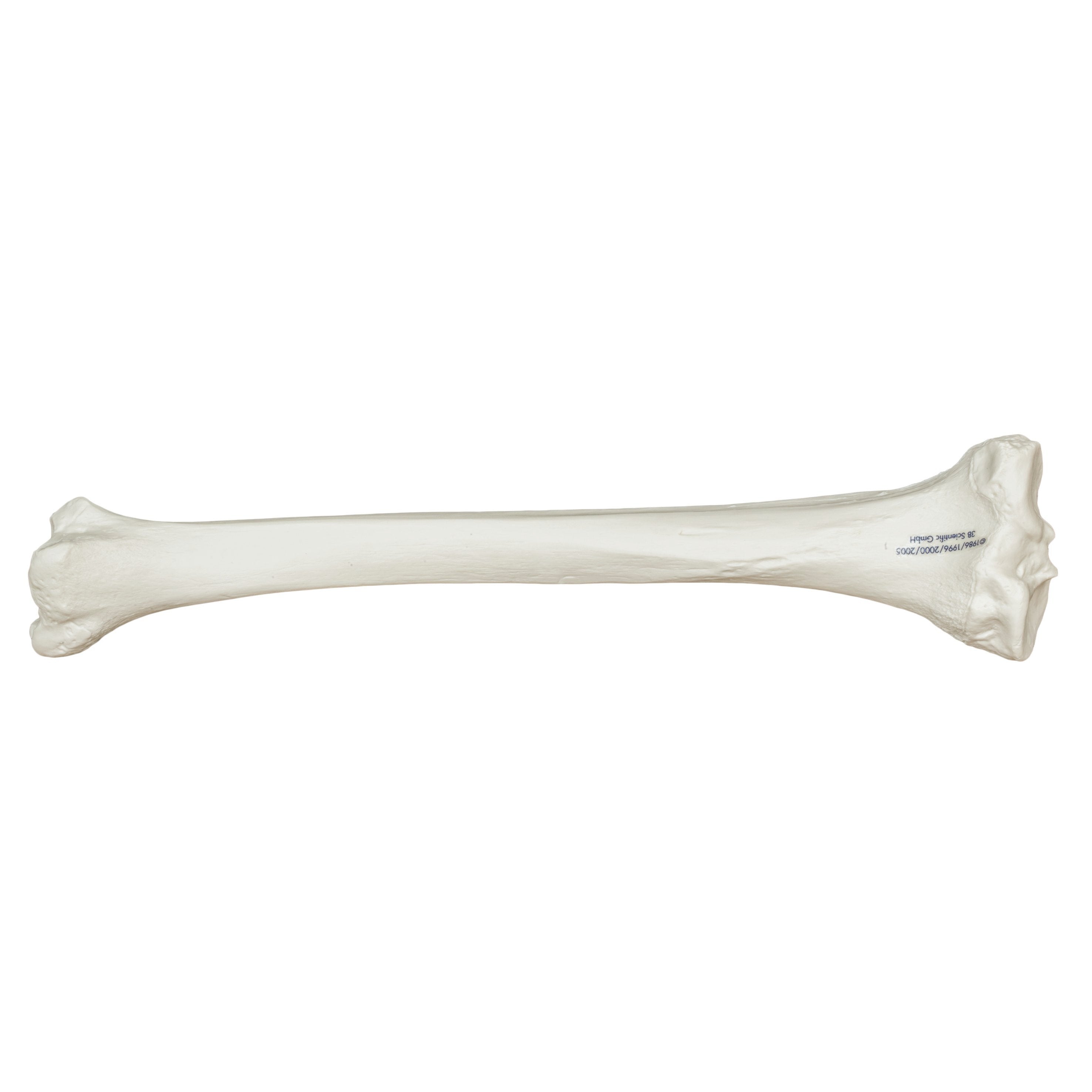 Real Human Tibia Bone Sword