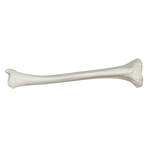 Real Human Tibia Bone Sword