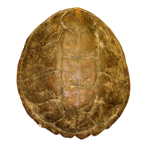 Real Snapping Turtle Shell