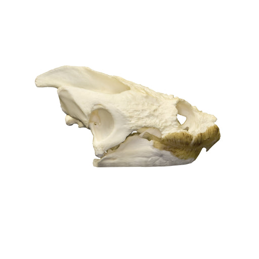 Real Snapping Turtle Skull (X-Large)