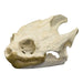 Real Snapping Turtle Skull