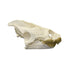 Real Snapping Turtle Skull