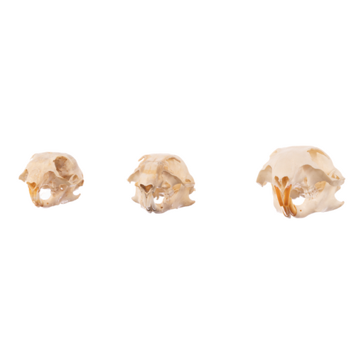 Real Squirrel Skull - Set of 3