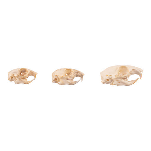 Real Squirrel Skull - Set of 3