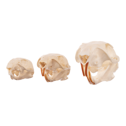 Real Squirrel Skull - Set of 3