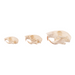 Real Squirrel Skull - Set of 3