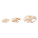 Real Squirrel Skull - Set of 3