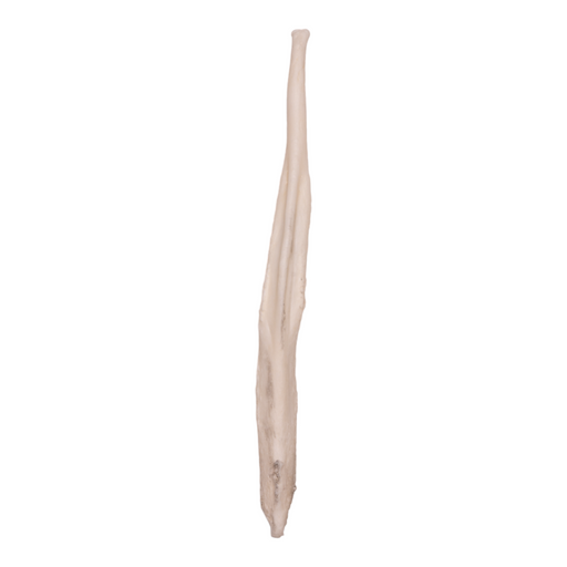 Real Gray Wolf Baculum