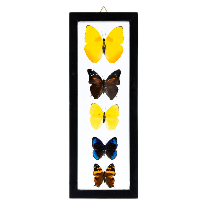 Real Butterflies in Black Frame - Set of 5