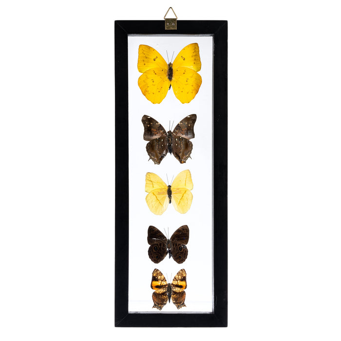 Real Butterflies in Black Frame - Set of 5