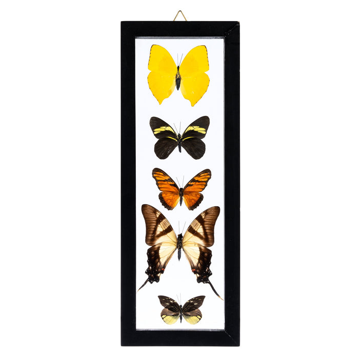 Real Butterflies in Black Frame - Set of 5