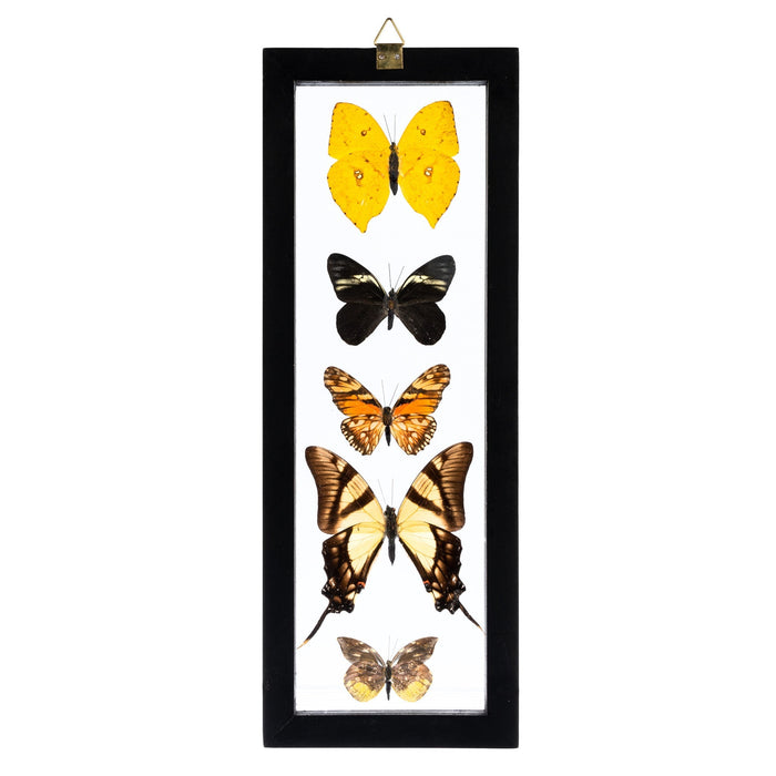 Real Butterflies in Black Frame - Set of 5