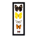 Real Butterflies in Black Frame - Set of 5