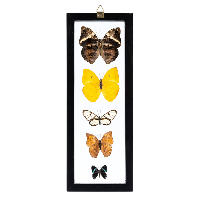 Real Butterflies in Black Frame - Set of 5