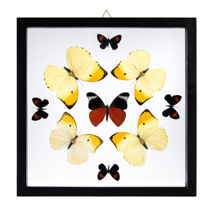 Real Butterflies in Black Frame - Set of 9