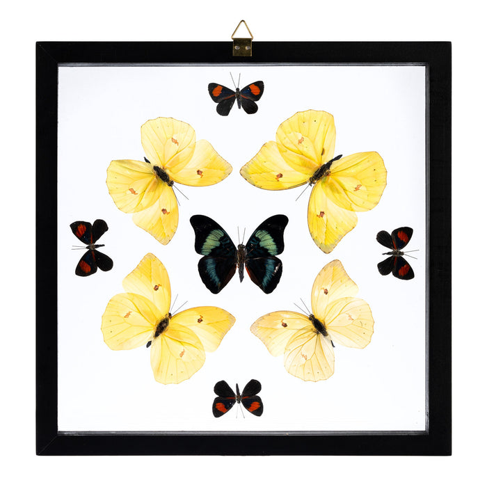 Real Butterflies in Black Frame - Set of 9