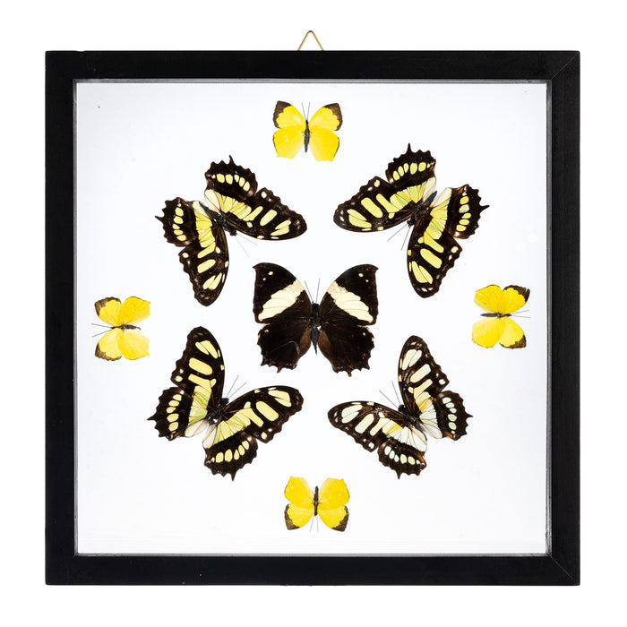 Real Butterflies in Black Frame - Set of 9