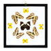 Real Butterflies in Black Frame - Set of 9