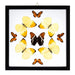 Real Butterflies in Black Frame - Set of 9