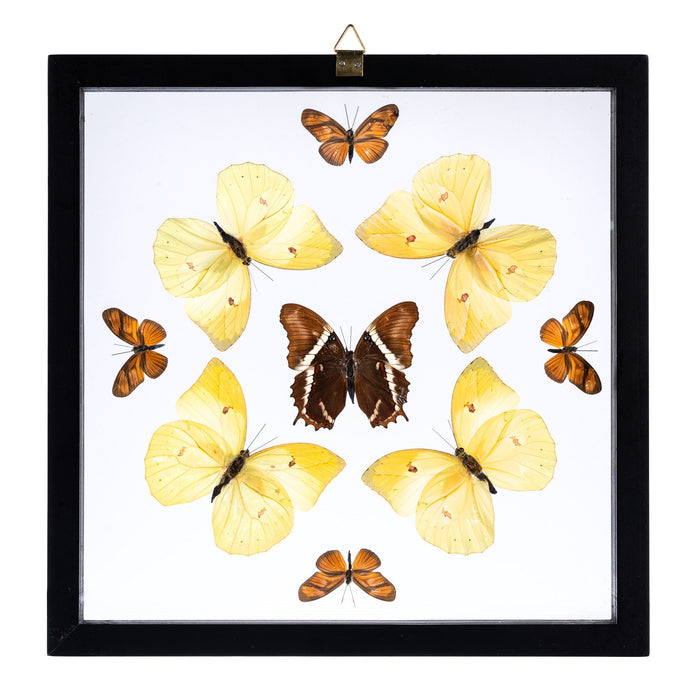 Real Butterflies in Black Frame - Set of 9