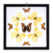 Real Butterflies in Black Frame - Set of 9