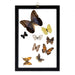 Real Butterflies in Frame - Set of 9