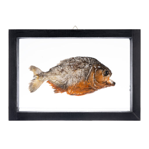 Real Piranha in Black Frame